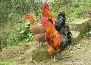 国产插鸡,创新科技引领农业现代化新篇章  第3张 国产插鸡,创新科技引领农业现代化新篇章  第3张